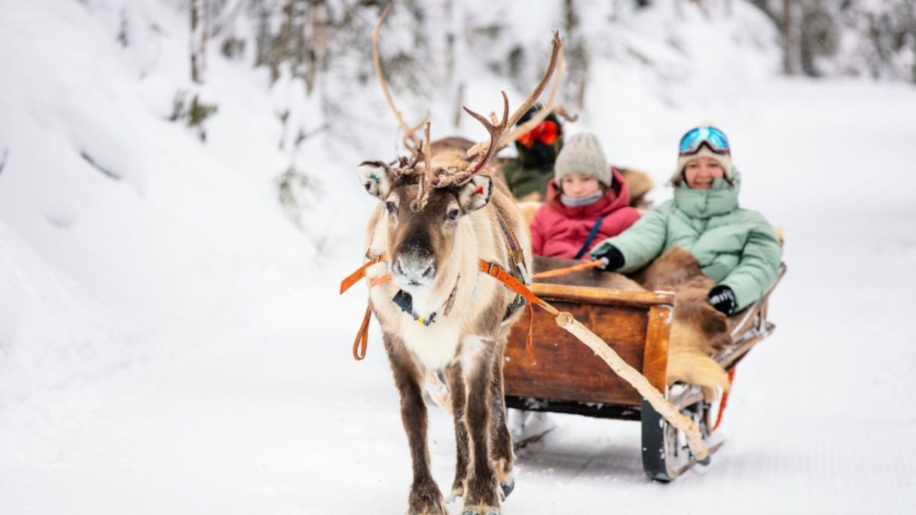 Reindeer Safari, Finland