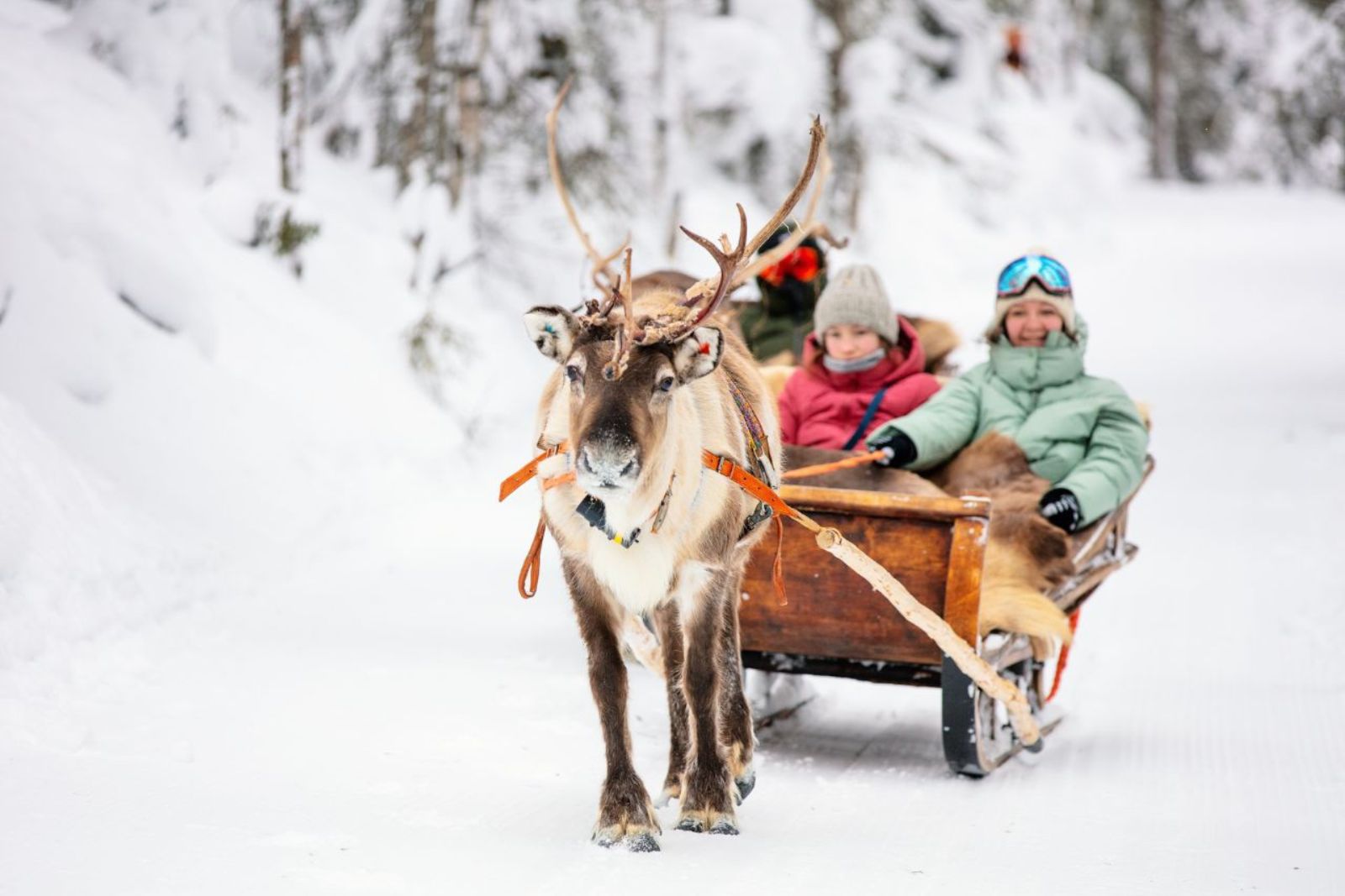 Reindeer Safari, Finland